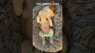 😨 Puppy Digestion Update [upl. by Asylem627]