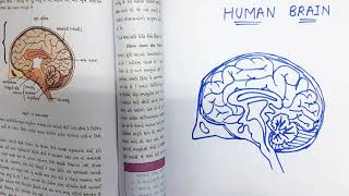 How to draw Human brain diagram class 10 [upl. by Kata]