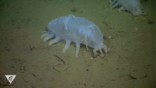 Weird and Wonderful Sea pigs [upl. by Luthanen]