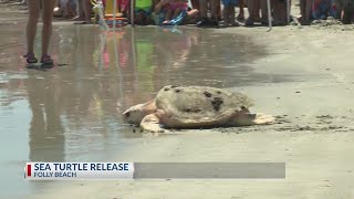 2 rehabilitates sea turtles released on Folly Beach [upl. by Nanis395]