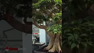 🔴Bonsai beringin jos gandos 😍😍😍 Bersama Mr Yoyong Yuwardhan [upl. by Liv]