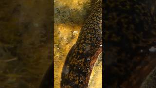 FEEDING my PET MORAY EEL [upl. by Arriec]