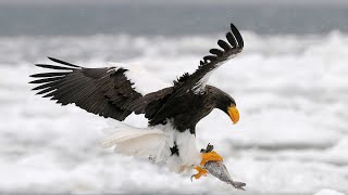 Steller Sea Eagle Documentary  Sea Eagle Hunting  Discovery Channel  Wild Species [upl. by Rafa]