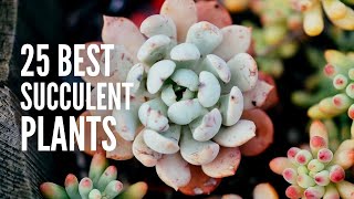 These are The 25 Best Succulent Plants [upl. by Melania]