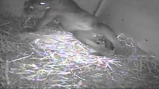 Fossa birth at Port Lympne Reserve [upl. by Angil]