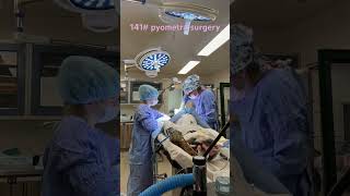 140 pound pyometra surgery in a St Bernard [upl. by Rech]