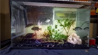 How to Make a Native Freshwater Fish Tank BluegillPumpkinseed [upl. by Yanttirb]