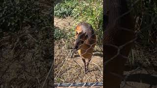 Redflanked Duiker🥰 redflankedduiker sandiegozoo sdz [upl. by Meuse710]