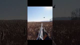 Best shot hunting pheasant birds birdhunting [upl. by Atikim]