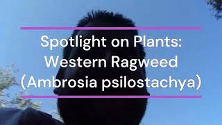 Spotlight on Plants Western Ragweed Ambrosia psilostachya 9622 Tecolote Canyon San Diego [upl. by Swithin]