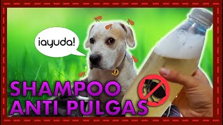 ¡Adiós a las pulgas y garrapatas Cómo hacer un shampoo natural para proteger a tu perro [upl. by Niwled]