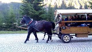 Zakopane Polands Hidden Mountain Gem horse [upl. by Itraa648]