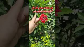 Jatropha plant care and growth  how to get flowering on Jatropha merabagh organic flowers [upl. by Eulau13]