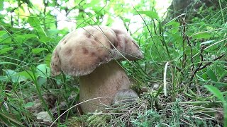 FUNGHI PORCINI 2024 AESTIVALIS DI FINE MAGGIO IN GARFAGNANA🍀🌳🍄🌲 [upl. by Nisbet]