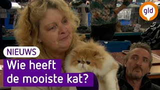 Miauw Wie heeft de mooiste Kattenshow in Nijkerk [upl. by Ellehsram864]