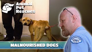 Emergency Rescue Emaciated Dogs Used as quotBurglar Alarmsquot  Full Episode  Animal Pet Rescues [upl. by Joann]