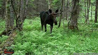 Wildlife Cameras Pickup Moose Bear Deer and More [upl. by Eloc147]