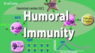 Humoral Immunity  Adaptive Immunity part 2 Animation [upl. by Nanine]