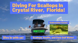 Diving For Scallops In Crystal River Florida [upl. by Ocnarfnaig]