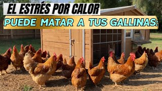 Cómo manejar el estrés por calor en gallinas ponedoras [upl. by Hgieleak]