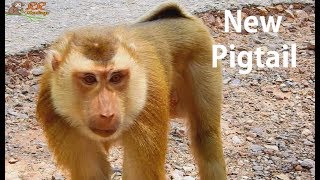 Welcome New Pigtail abandon come live in Amber We Hope Biig Poor monkey can jiont Group [upl. by Sidwohl]