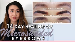 MICROSHADED EYEBROWS 2019  14 DAY HEALING IN PICTURES  MICROSHADING VS MICROBLADING EYEBROWS [upl. by Ynaffi391]