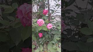 foryou ছাদের উপর গোলাপ গাছ ফুলে ফুলে ভরে গেছে balcony [upl. by Auqinu]