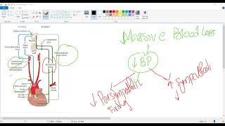 Baroreceptor reflexPostural hypotensioncardiology USMLE STEP 1 [upl. by Benildis]