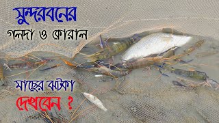 Most Valuable Fish Catching In Sundarban  Koral Fish Big Size Shrimph  Adventure BD [upl. by Einnaj]