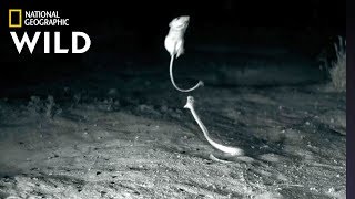 Ninja Rats’ Evade Rattlesnake Attacks  Nat Geo Wild [upl. by Nnylacissej954]