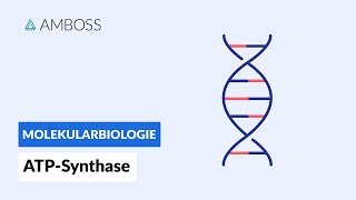 ATPSynthase Schlüsselprotein des Energiestoffwechsels  Biochemie  AMBOSS Video [upl. by Vihs]