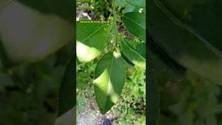 Winged Petiole Citrus Plants Leaf Modification Petiole in Botany citrus botanywithyoutube wing [upl. by Axela]