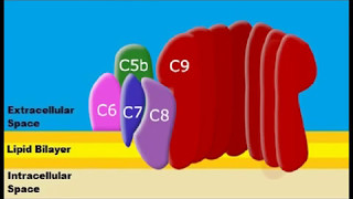 Formation of Membrane Attack Complexes [upl. by Suhpoelc]