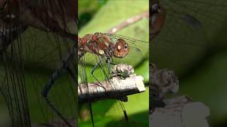 Top Surprising Dragonfly Behaviors You Wont Believe [upl. by Nivlak]