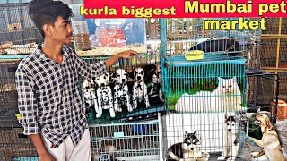 kurla pet market part 3  cheapest pet market in mumbai  dog cats birds avilveble [upl. by Nahguav215]