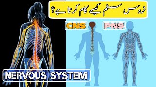 In Urdu Human Nervous System what is CNSPNSBrainSpinal cord and its work ep 01 [upl. by Lumpkin134]