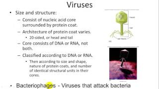 Plant Diseases Viruses [upl. by Stanley]