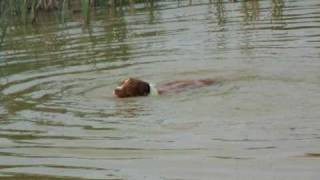 diving dog swims [upl. by Kirtley406]