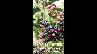 Ardisia Elliptica plant benefits [upl. by Odareg]