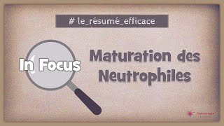 🔎 In focus  Maturation des neutrophiles [upl. by Ynnelg228]