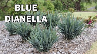 CLARITY BLUE™ Dianella is a tough clumping plant with clean blue foliage  Emporium Range of Plants [upl. by Weinert]