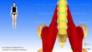 Liliopsoas ou psoasiliaque [upl. by Eeslehc206]