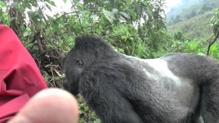 Gorilla Silverback Rwanda Pounds chest [upl. by Chastity]