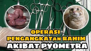 KELUAR NANAH TERUS MENERUS DARI ALAT KELAMIN BETINA KUCING PYOMETRA INFOGAC5 DokterHewanMojokerto [upl. by Keeley]