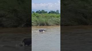 Ganges River Dolphin In Budhi Rapti River At Chitwan National Park Nepal viralshort [upl. by Eicnan]