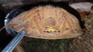 Heteropoda davidbowie huntsman spider taking down a cricket [upl. by Atnod]