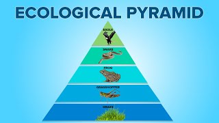 Ecological Pyramids in Ecosystem  Food Pyramids  Environmental Science  Letstute [upl. by Bo]