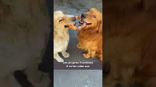 Le Golden Retriever excentrique qui adore le drame shorts chien animaux [upl. by Imhsar261]