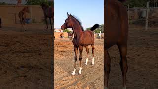 New Arabian Stallion Horse Pro horse arabian horses shorts viralshorts youtubeshorts [upl. by Teuton]