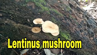 Lentinus mushroom [upl. by Glynn]